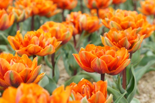 チューリップの花畑 オレンジ