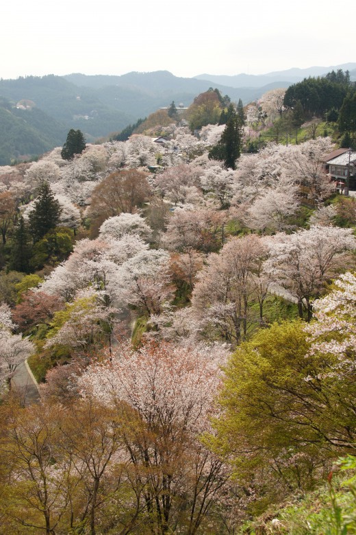 吉野・下千本の桜（4/15）