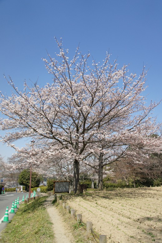 明日香村・石舞台の桜31