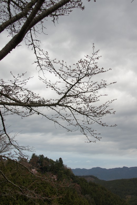 吉野・中千本の桜