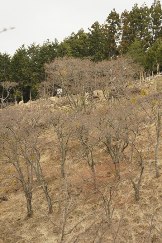 吉野・上千本の桜