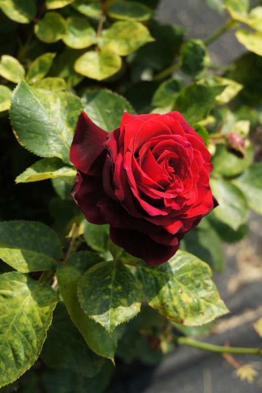 バラの花（万博公園）・紅10