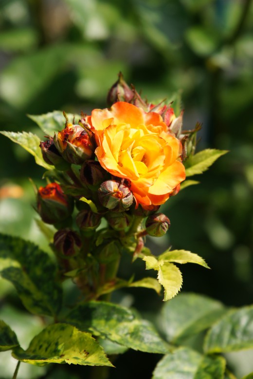 バラの花（万博公園）・赤と黄色4