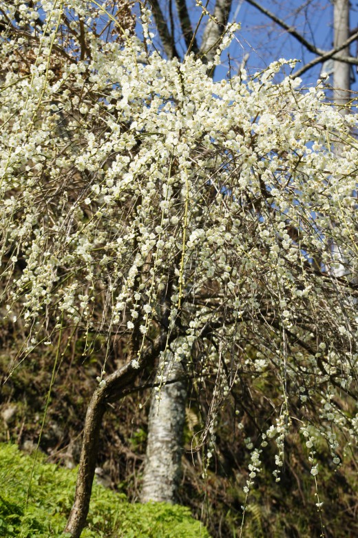 吉野・しだれ桜