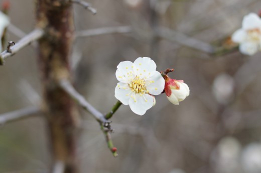 梅の花10