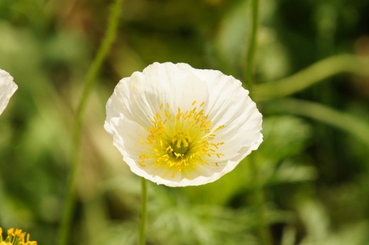 ポピーの花 一輪 白 40pxの無料 フリー写真素材