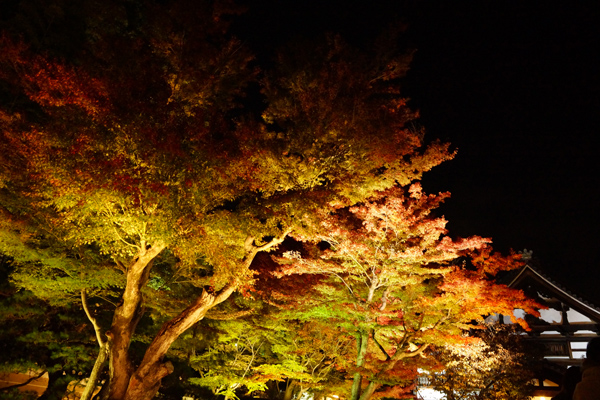 京都高台寺の入口前の紅葉