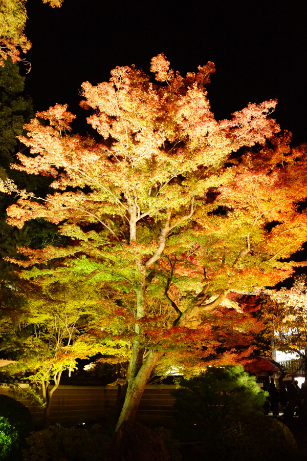 京都高台寺の紅葉の写真1