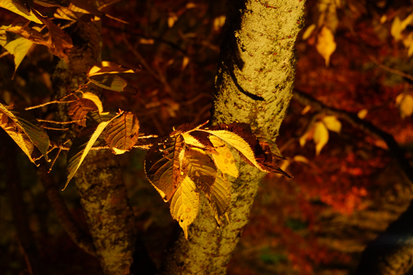 京都高台寺の紅葉の写真2