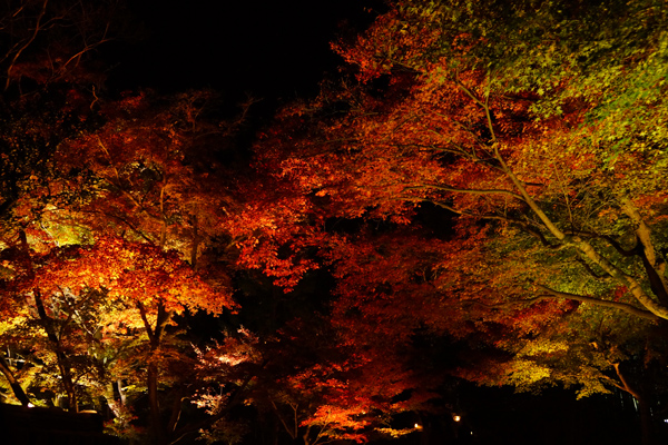 京都高台寺の紅葉の写真3