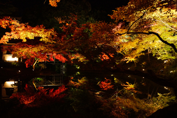 京都高台寺臥龍池の紅葉の写真
