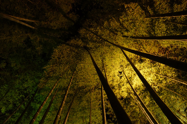 京都高台寺内の竹林の写真