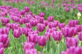 チューリップ（紫） 花畑