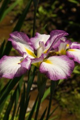 ショウブ 花・紫と白4