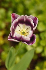 チューリップの花 白と紫