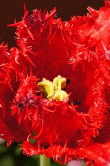 チューリップの花 赤 アップ