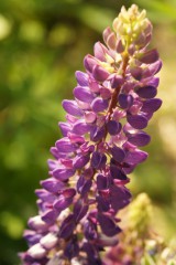 ルピナスの花・紫1