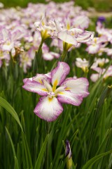 ショウブ 花・紫と白1