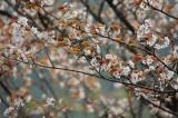 吉野・中千本の桜