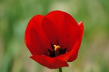 チューリップの花 赤1