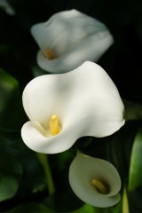 カラー 花（仏炎苞）・白2