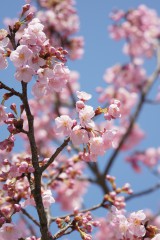 大阪・富田林市の桜