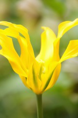 チューリップ 花 黄色1