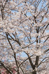 大阪・富田林市の桜