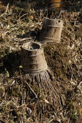 切られた古い竹の根