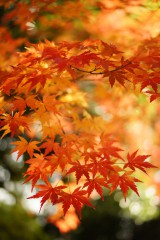 紅葉 イチョウ7 40pxの無料 フリー写真素材