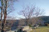 吉野の桜の木