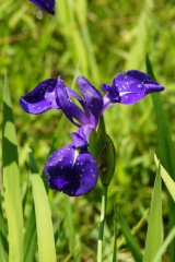 カキツバタの花・紫2