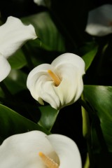 カラーの花（仏炎苞）・白1