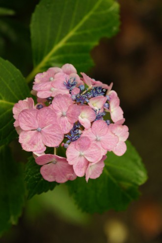 アジサイの花・ピンク2