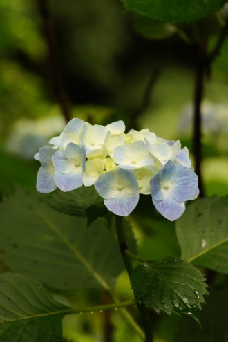 アジサイの花・青・薄紫14