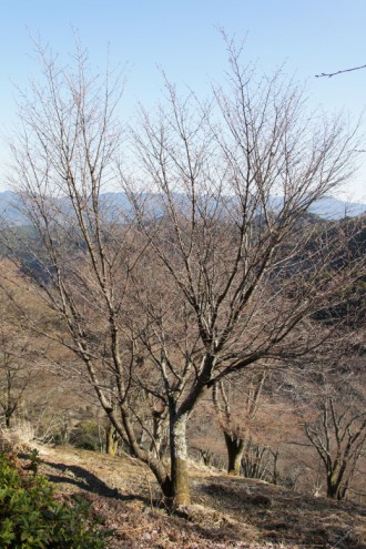 吉野の桜