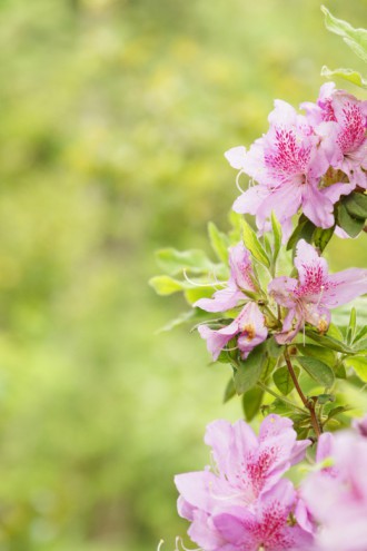 つつじの花・ピンク・フレーム向き