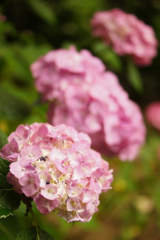 アジサイの花・ピンク11