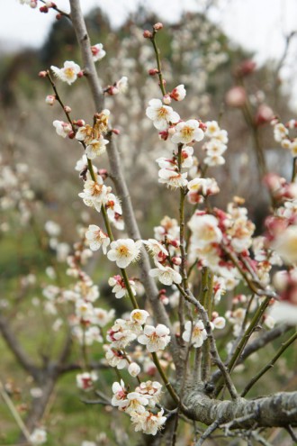 梅の花16