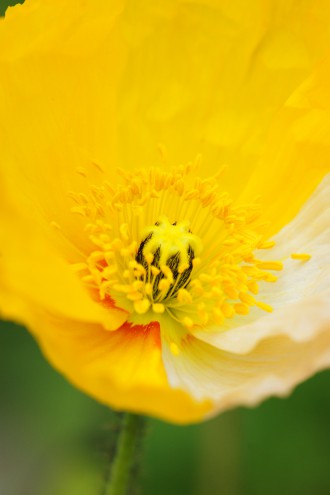 ポピーの花アップ 黄色と白