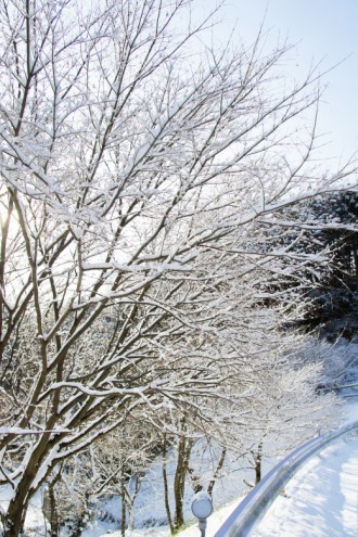 積雪した樹木2