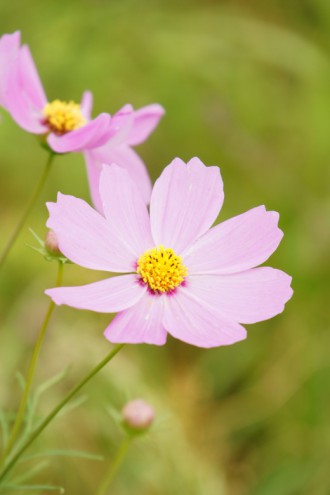 コスモスの花（ピンク）3