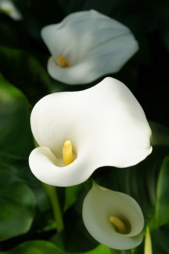 カラーの花（仏炎苞）・白（明るめ）4