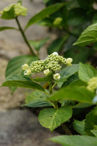 アジサイ 花のつぼみ1