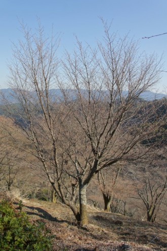 吉野の桜