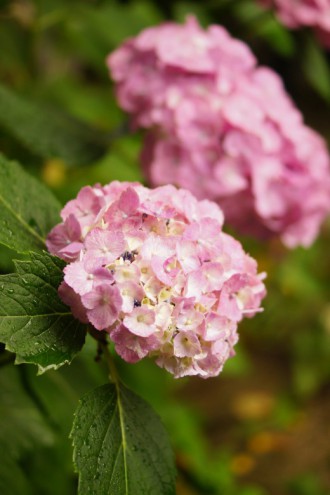 アジサイの花・ピンク12