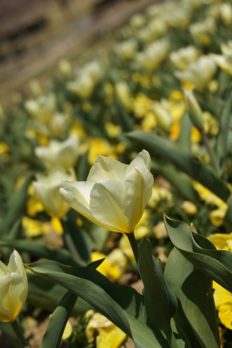 白いチューリップの花畑1