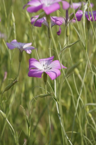 アグロステンマ（麦仙翁）の花1