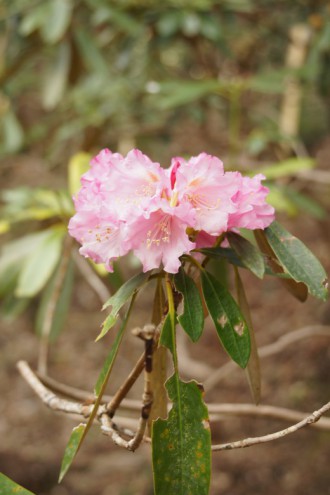 石楠花 （シャクナゲ）