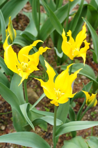 チューリップの花 黄色3
